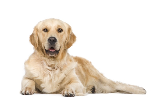 Nutrition For Diabetic Dogs: Discover the Perfect Diet for Your Diabetic Dog